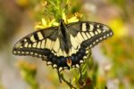 Papilio machaon