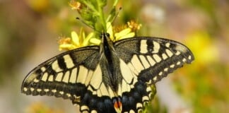 Papilio machaon