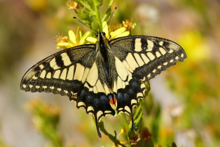 Papilio machaon