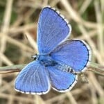 Polyommatus bellargus