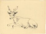 Sirio Tofanari, Capriolo accovacciato, anni '20, carboncino su carta, cm 30x39,5. Courtesy Galleria del Laocoonte, Roma Londra