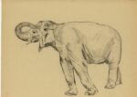 Sirio Tofanari, Elefante, anni '20, carboncino su carta, cm 32,5x41. Courtesy Galleria del Laocoonte, Roma Londra