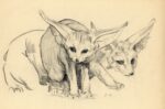 Sirio Tofanari, Fennec o volpi del deserto, anni '20, carboncino su carta, cm 32x48. Courtesy Galleria del Laocoonte, Roma Londra