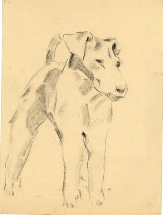 Sirio Tofanari, Fox Terrier, anni '20, carboncino su carta, cm 35x26. Courtesy Galleria del Laocoonte, Roma Londra