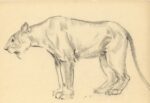 Sirio Tofanari, Leonessa, anni '20, carboncino su carta, cm 32,5x48,5. Courtesy Galleria del Laocoonte, Roma Londra
