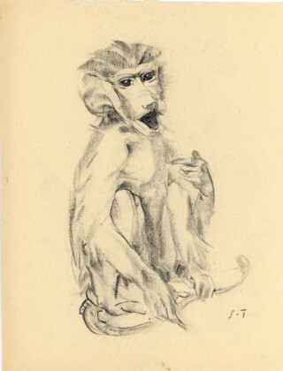 Sirio Tofanari, Scimmia, anni '20, carboncino su carta, cm 39x31,5. Courtesy Galleria del Laocoonte, Roma Londra