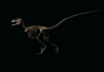 The Raptor. Deinonychus antirrhopus, Montana, USA. Courtesy Christie's Images Ltd