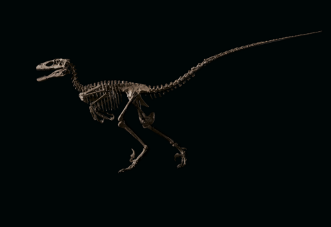 The Raptor. Deinonychus antirrhopus, Montana, USA. Courtesy Christie's Images Ltd