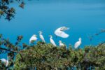 Colonie fauna isola Bisentina Lorenzo Breccola e Mauro Mattioli