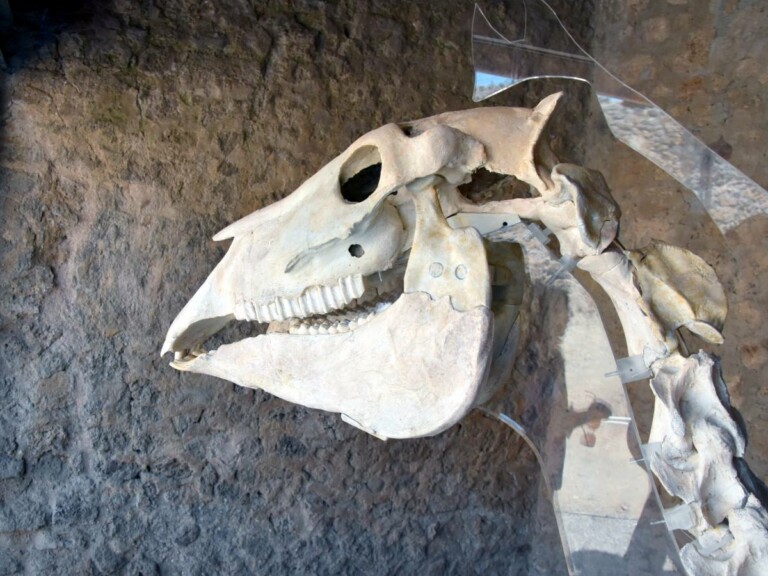 Dettaglio del Cavallo di Maiuri CC Parco Archeologico di Pompei