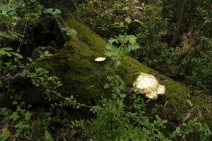 “Imboscata”. In Toscana la mostra che si sviluppa tutta in un bosco