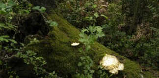 Francesco Fossati, GoMushrooms, 2022