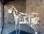 Il nuovo allestimento del Cavallo di Maiuri CC Parco Archeologico di Pompei