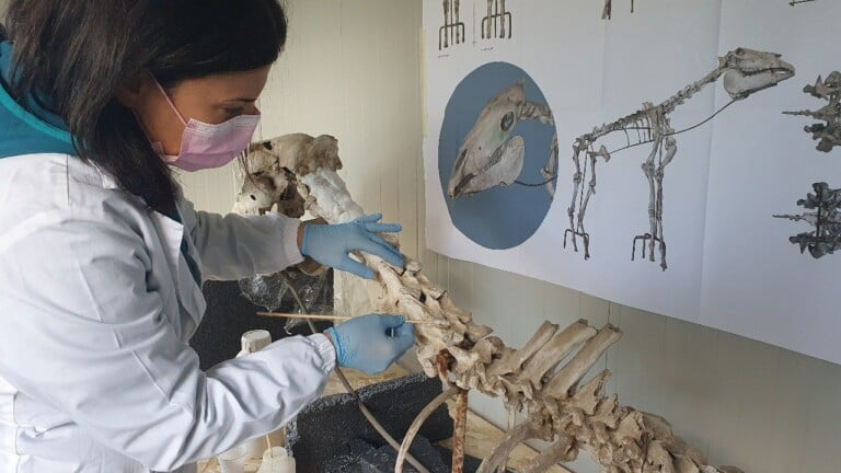 Il restauro del Cavallo di Maiuri CC Parco Archeologico Pompei