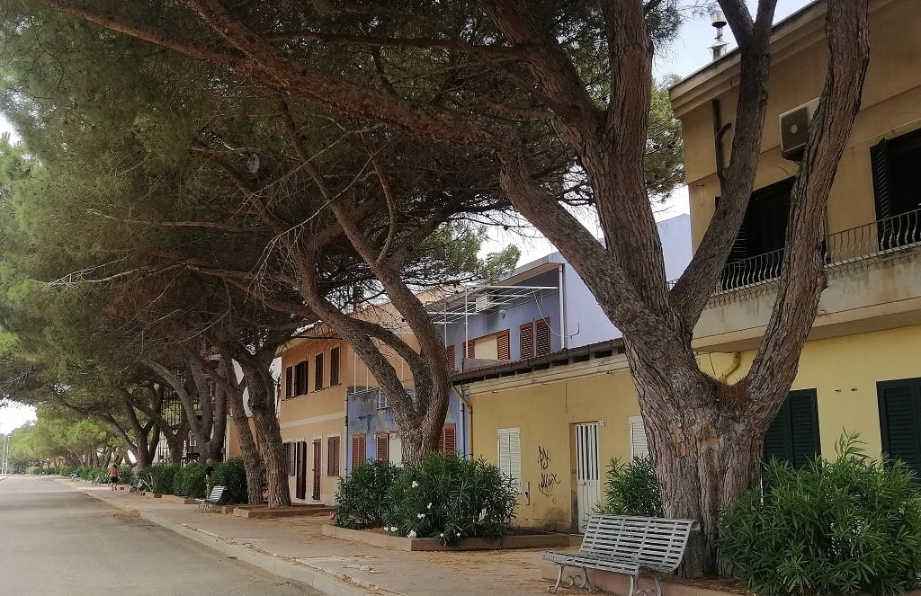 Nasce a Oristano il MACCAB, museo a cielo aperto in cui gli alberi sono opere d’arte