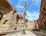 Penone alle Terme di Caracalla