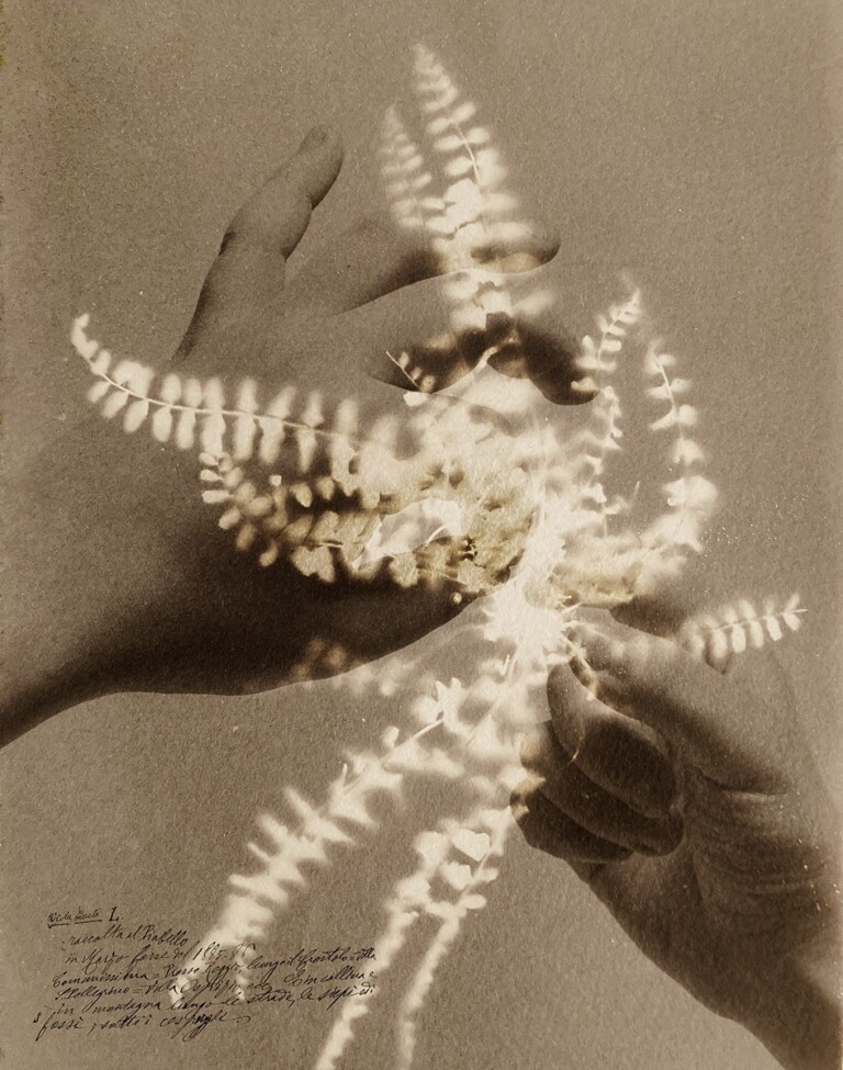 Alessandra Calò, dalla serie Herbarium