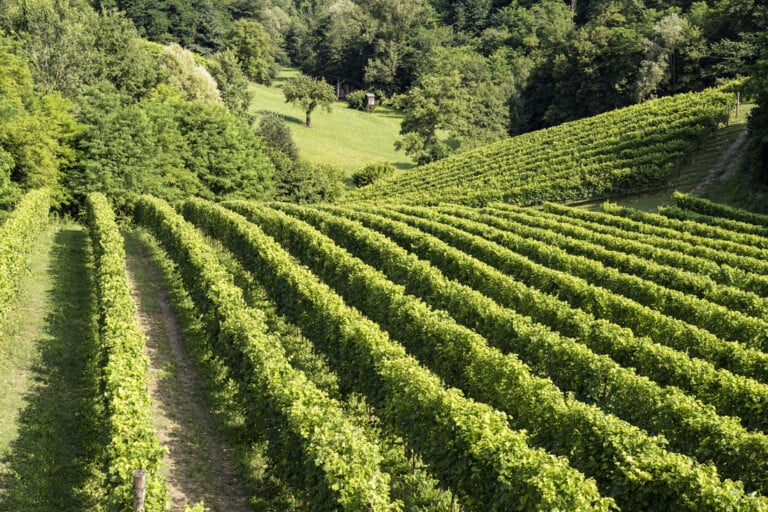 Asolo Prosecco, Estate