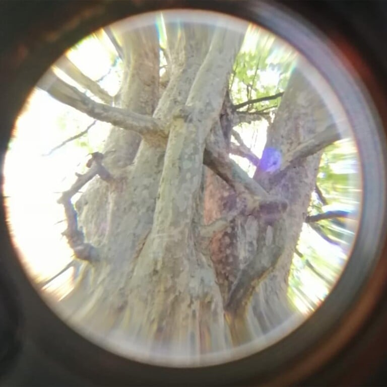 Claudia Losi, Orto Botanico di Parma, 2021, Foto Carolina Casali