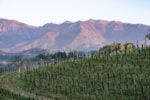 Colline di Asolo Prosecco