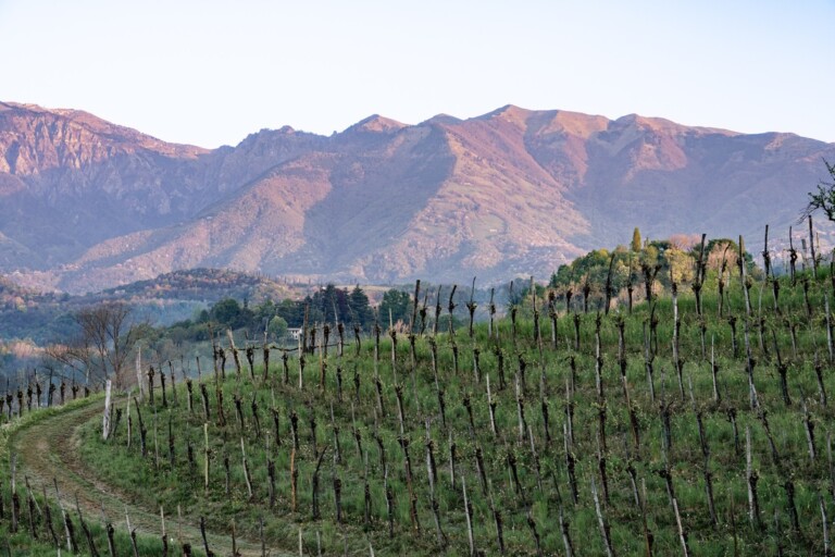 Colline di Asolo Prosecco