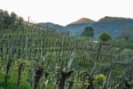 Colline di Asolo Prosecco