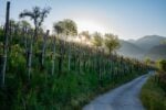 Colline di Asolo Prosecco