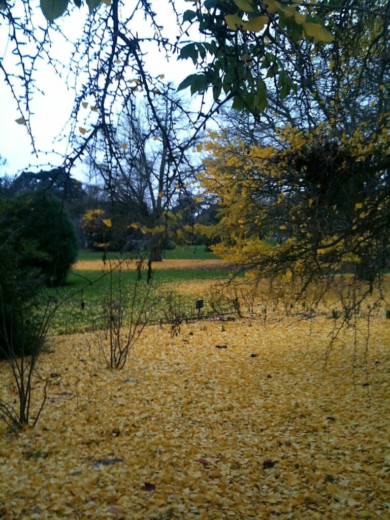 Kew Gardens, Londra. Photo Claudia Zanfi