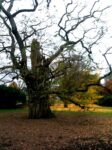 Kew Gardens, Londra. Photo Claudia Zanfi