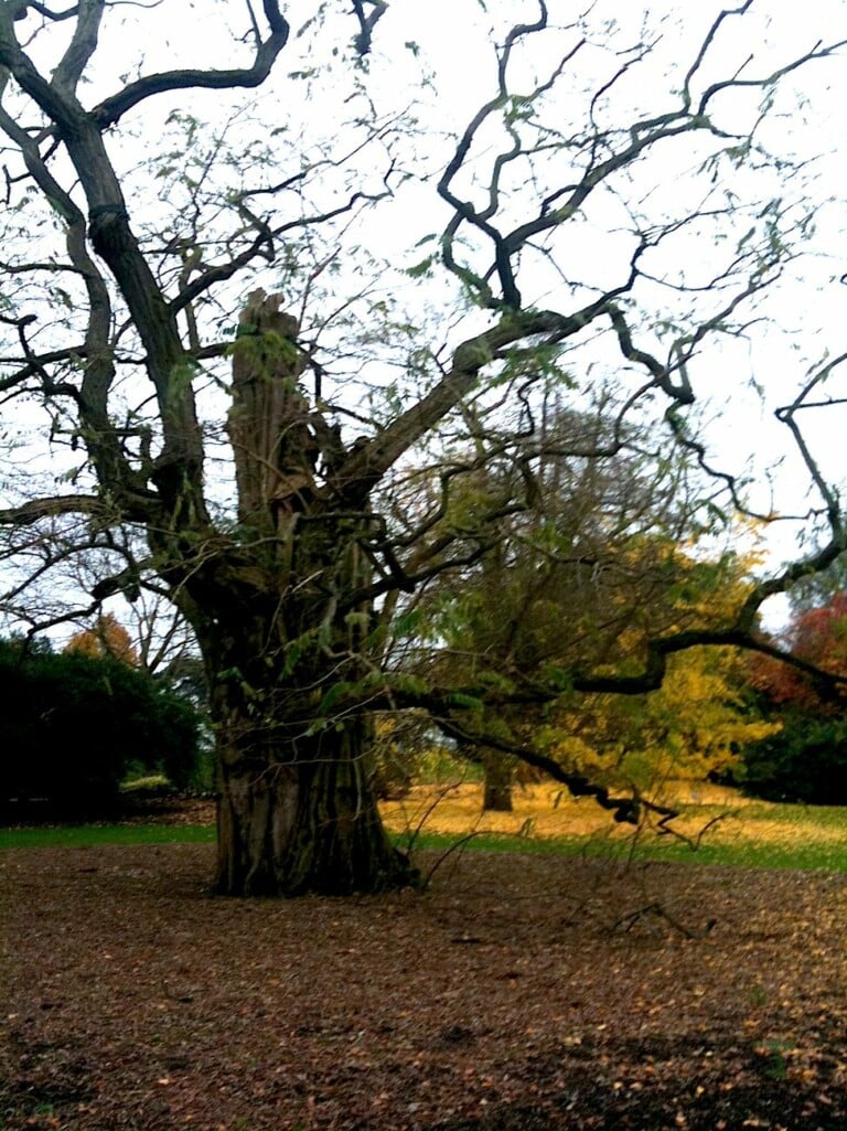 Kew Gardens, Londra. Photo Claudia Zanfi