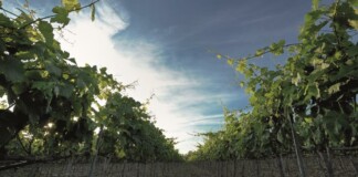 La Pizzuta del Principe, vigna