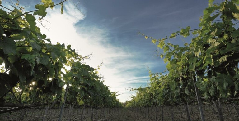 La Pizzuta del Principe, vigna