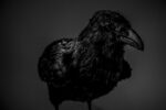 Ruediger Glatz, ON PPP, Il corvo di “Uccellacci e Uccellini”