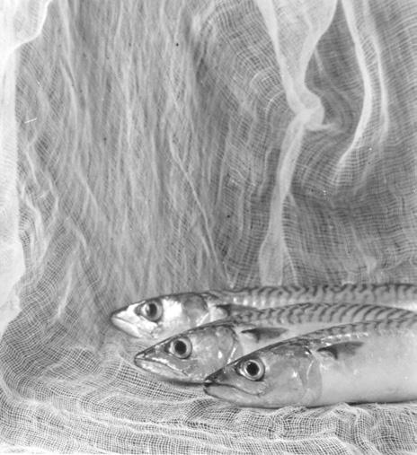 Giuseppe Cavalli, Natura morta con pesci, 1950, 13x12 cm, stampa su carta alla gelatina ai sali d’argento © Archivio Giuseppe Cavalli, Lucera