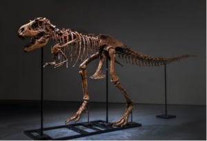I reperti preistorici in asta da Sotheby’s: battuto uno scheletro di Gorgosaurus