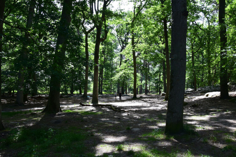 La foresta di Fontainebleau nei pressi di Barbizon, Francia. Photo © Dario Bragaglia