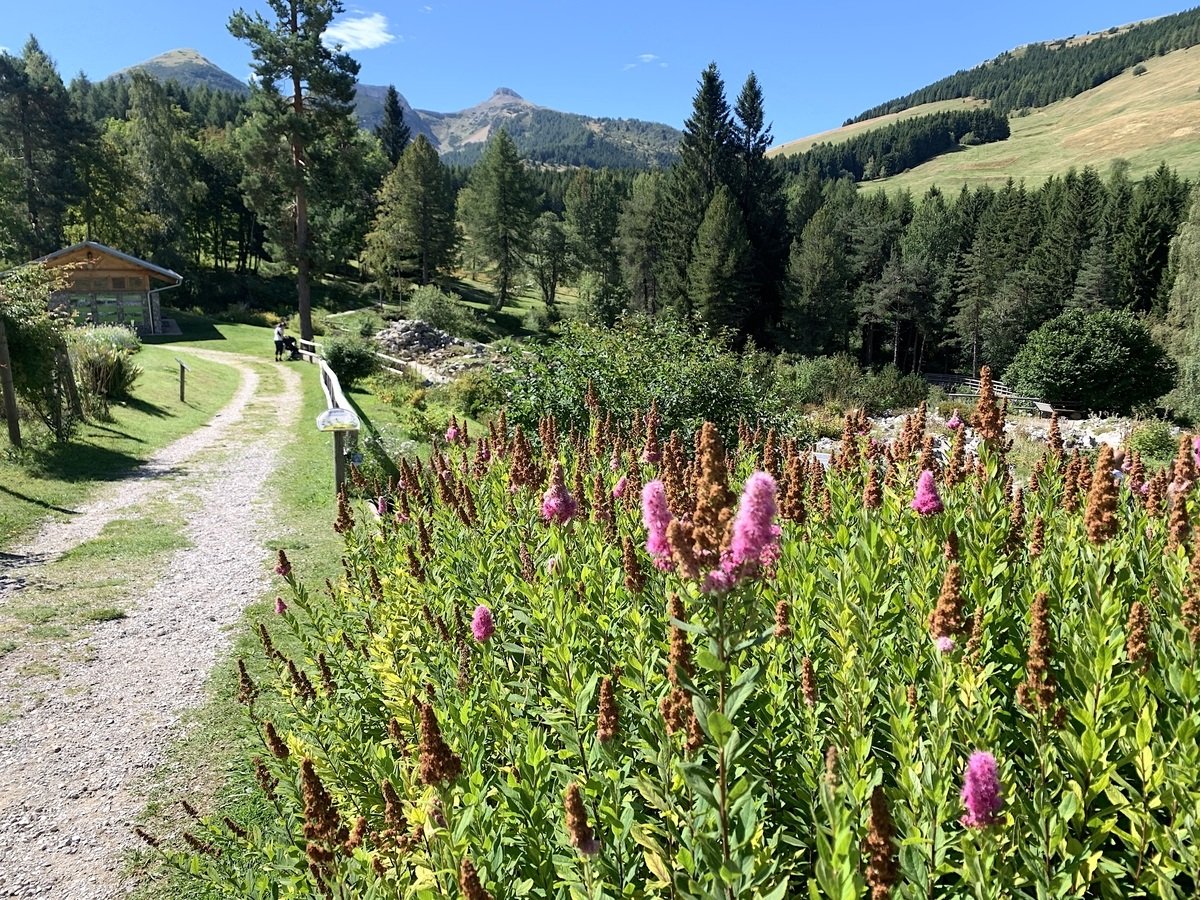 Orto Botanico Alpino del MUSE, Trento. Photo Claudia Zanfi