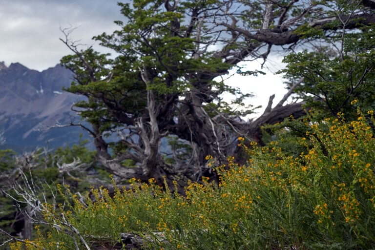 Ricerca in Patagonia