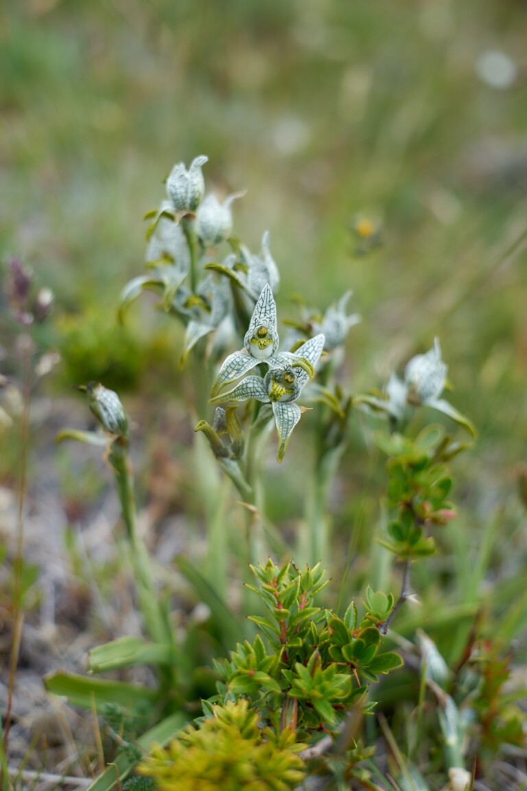 Ricerca in Patagonia