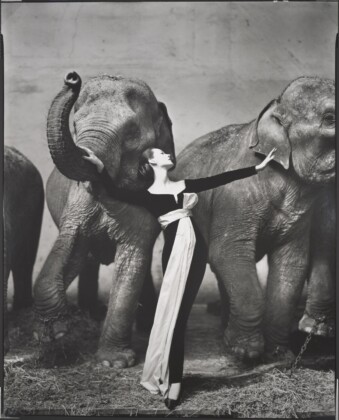 Richard Avedon. Dovima with elephants, evening dress by Dior Cirque d'Hiver Paris, August 1955 © The Richard Avedon Foundation