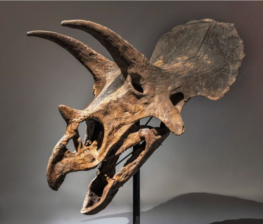 Triceratops Skull. Courtesy of Sotheby's
