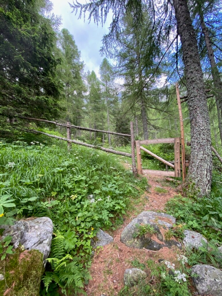 Val Codera, il bosco verso il Bivacco Valli, photo Arianna Gandolfi