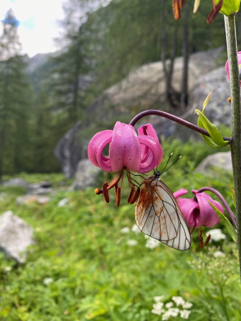 Val Codera, photo Arianna Gandolfi