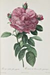 Rosa Gallica flore giganteo, Pierre-Joseph Redouté – Claude Antoine Thory, Les roses, 1817-1824