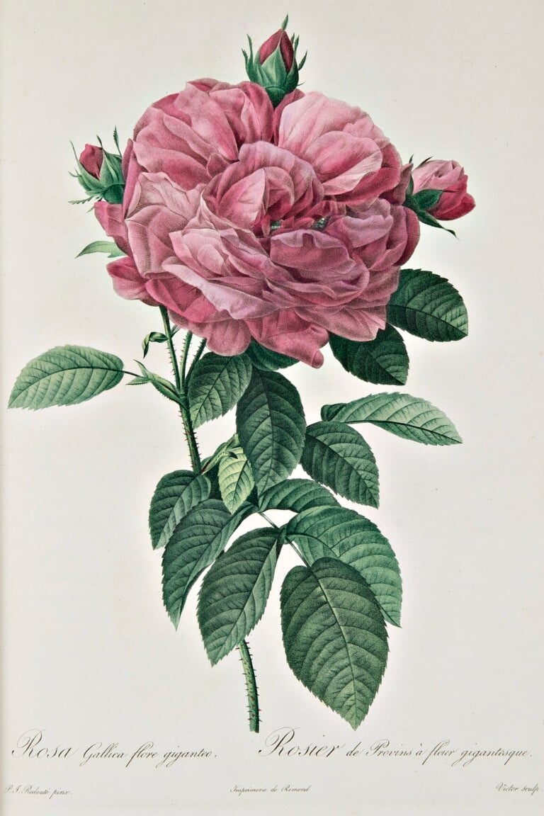 Rosa Gallica flore giganteo, Pierre-Joseph Redouté – Claude Antoine Thory, Les roses, 1817-1824