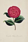 Camelia Palmer’s Cavandesii, G. Fontaine, Collection de cent espèces du genre camellia, 1845