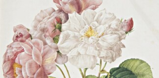 Pierre-Joseph Redouté – Claude Antoine Thory, Les roses, 1817-1824