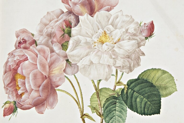 Pierre-Joseph Redouté – Claude Antoine Thory, Les roses, 1817-1824