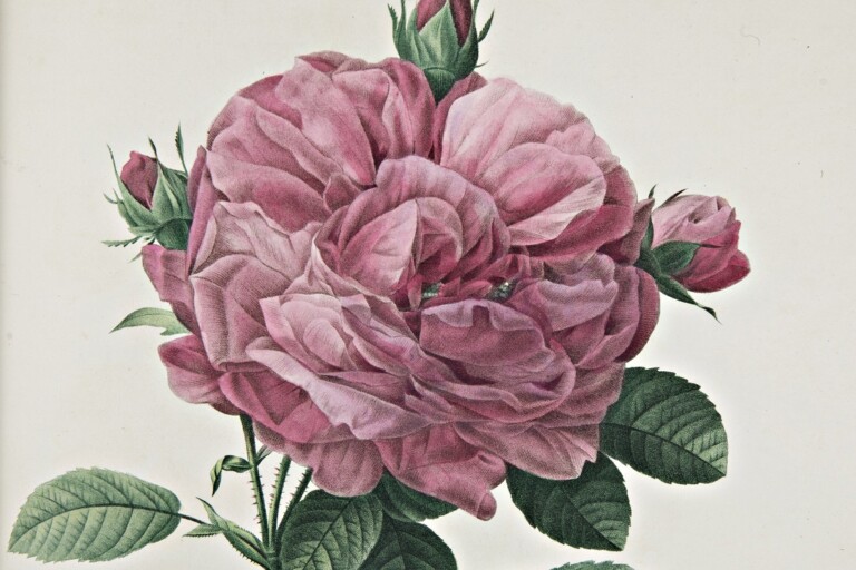 Pierre-Joseph Redouté – Claude Antoine Thory, Les roses, 1817-1824
