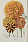 Tagetes, Charles Morren – Eduard Morren, La Belgique horticole, 1851-1862